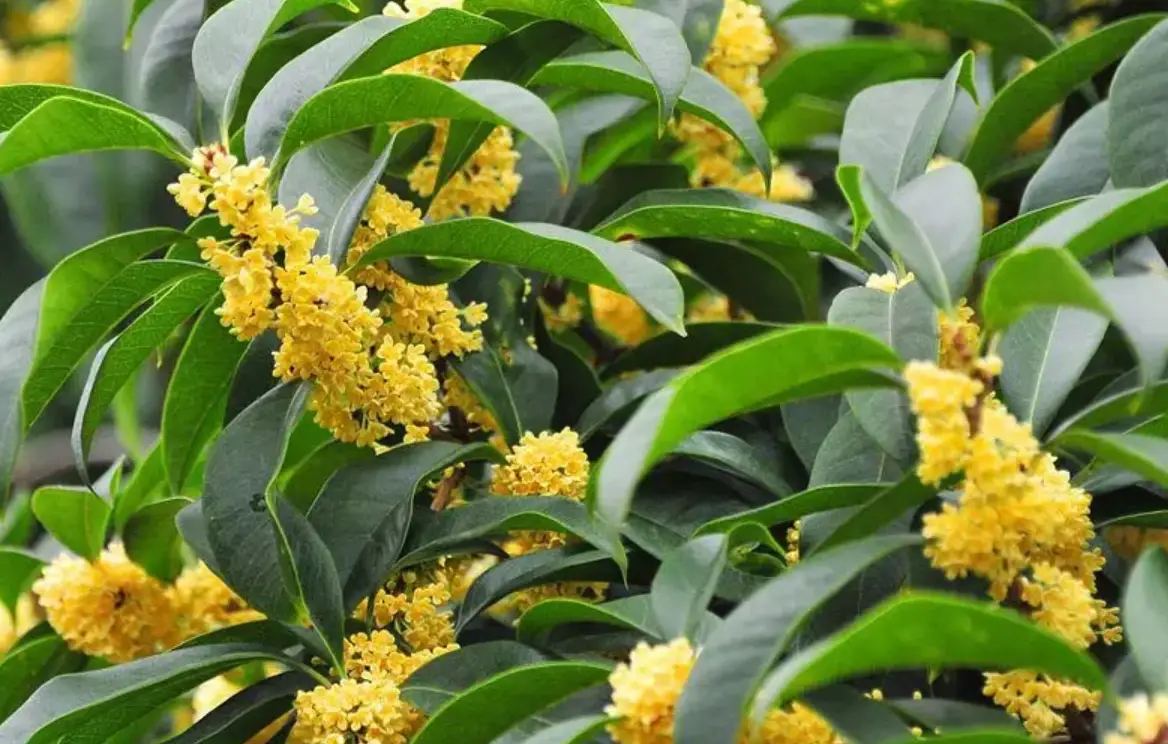 桂花不開花原因