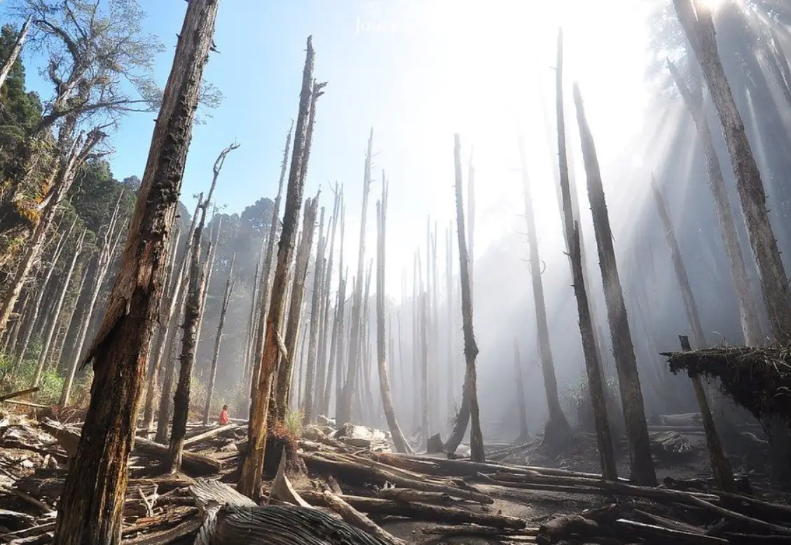 杉林溪忘憂森林