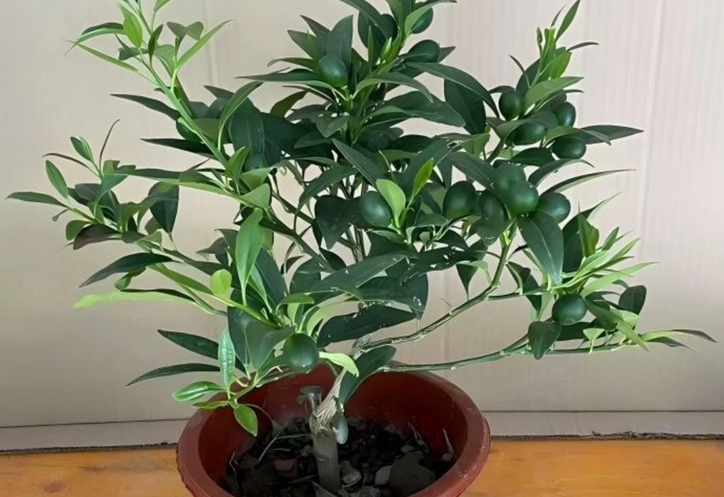 金桔盆栽照顧技巧