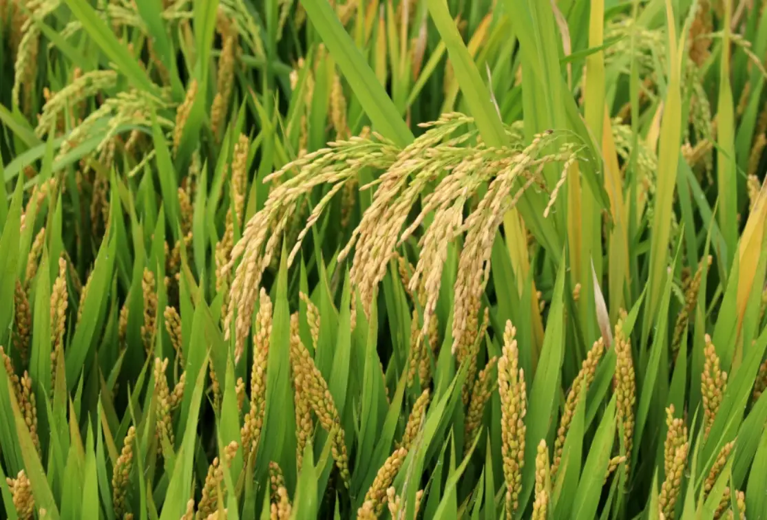 水稻分蘗期管理