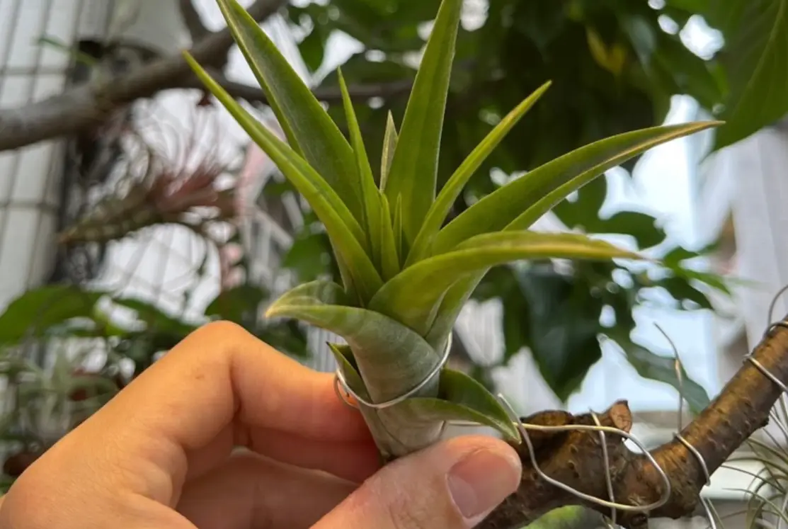 旋風木柄鳳開花 表演