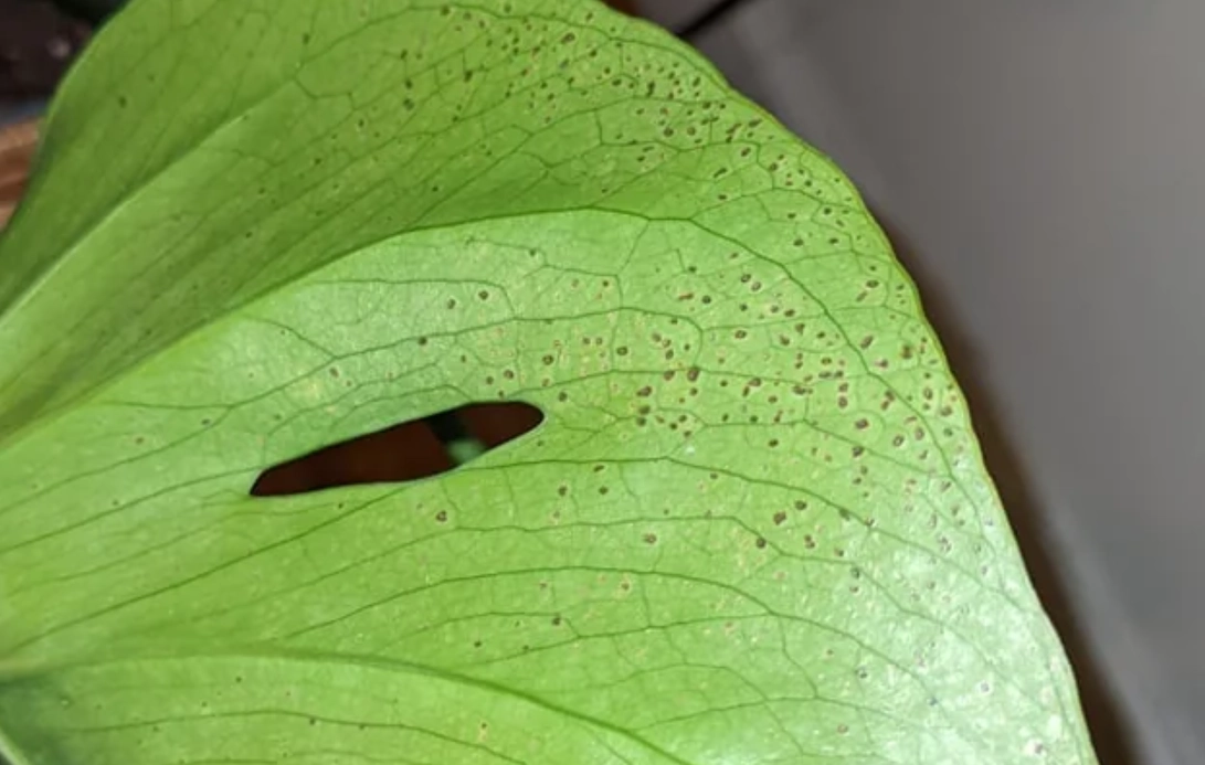 龜背芋 病害 處理