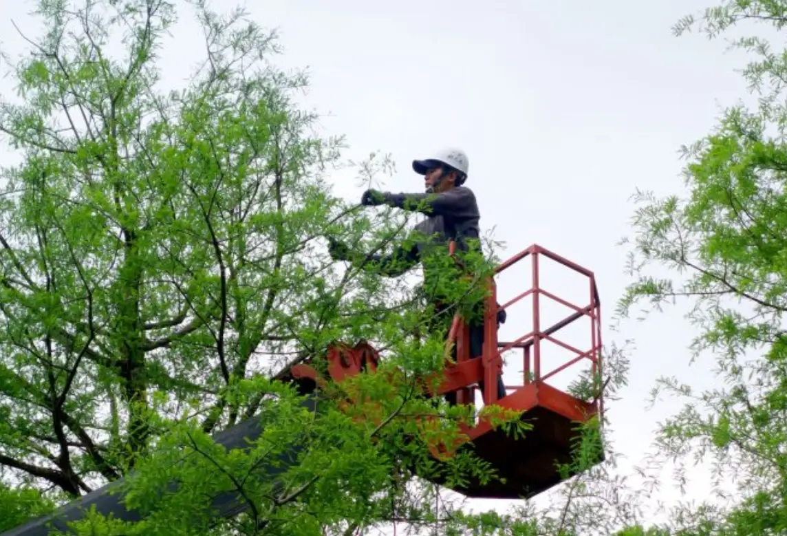 庭院樹木維護