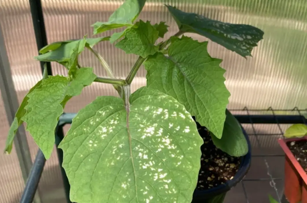 燈籠果葉子可以吃嗎？食用前必看的完整指南與美味秘訣