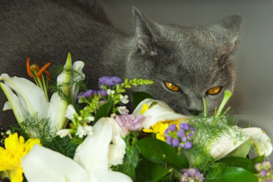 貓百合花中毒全解析：症狀、急救與預防指南