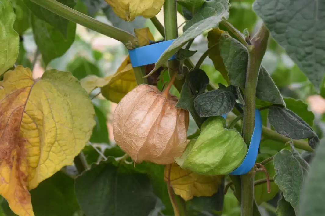 燈籠果葉子食用
