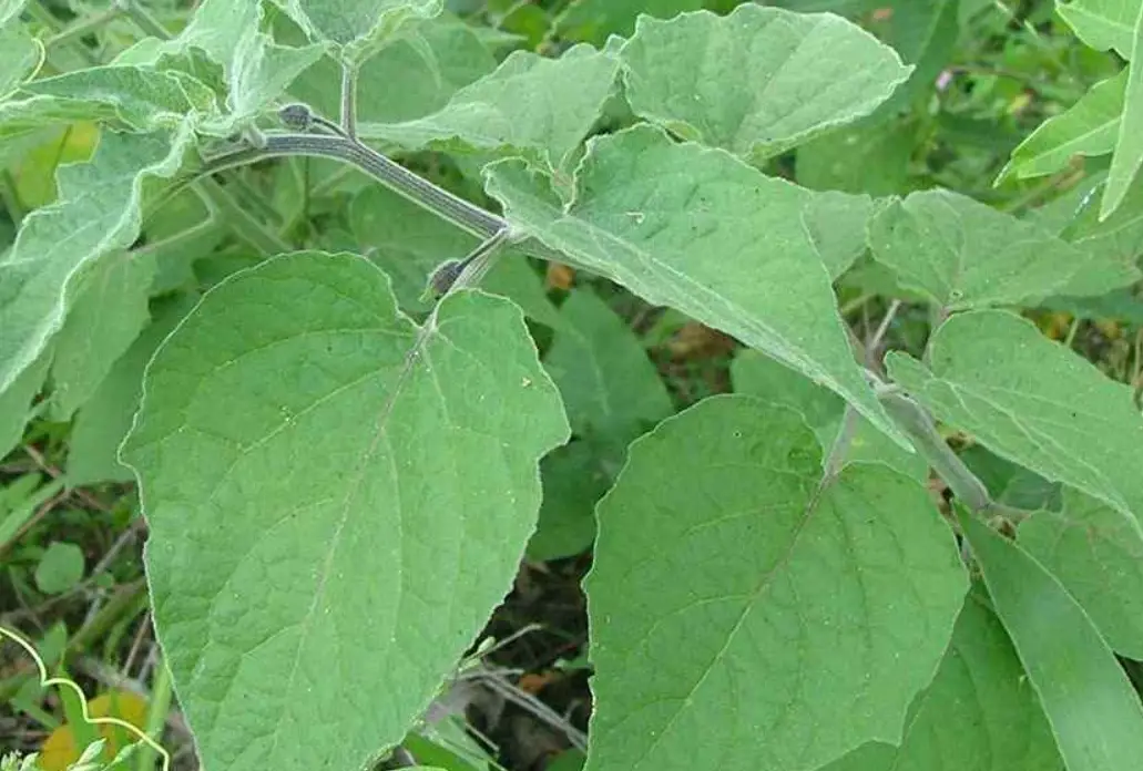 燈籠果不開花原因