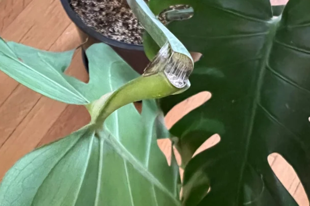 龜背芋修剪技巧