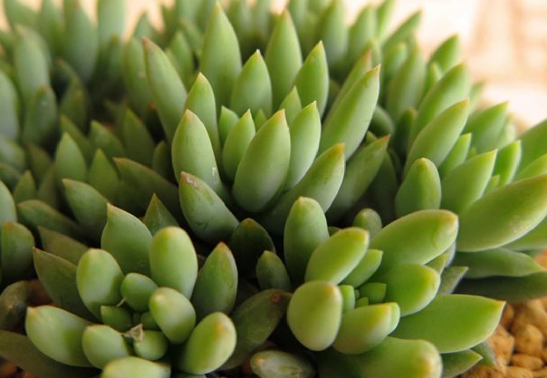 景天科多肉繁殖全攻略：葉插、砍頭、分株一次搞懂