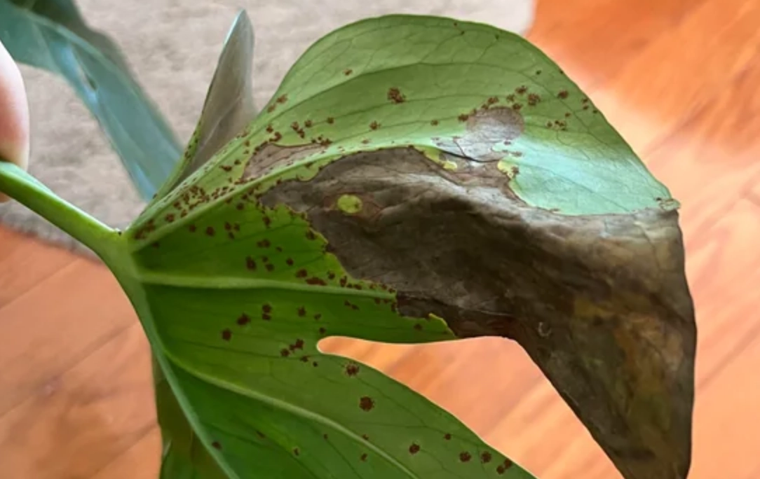 龜背芋 病害 處理