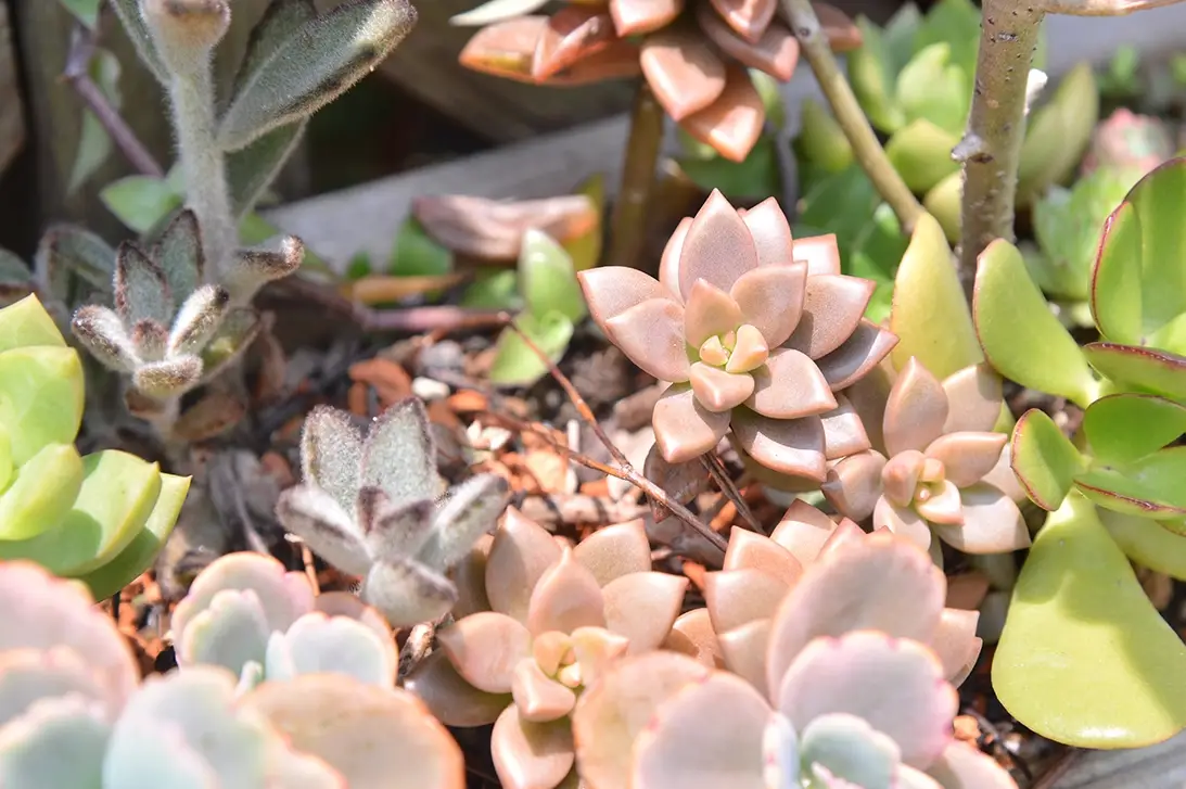 如何預防植物曬傷