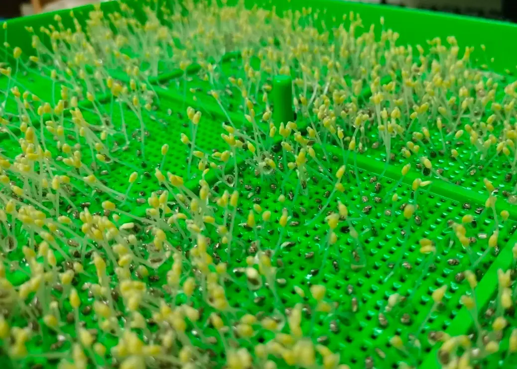 如何種植奇亞籽