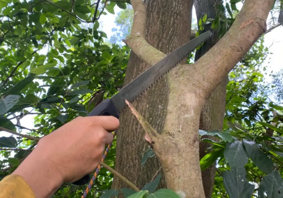 掌握樹枝修剪技巧：讓你的樹木健康又美觀的完整指南