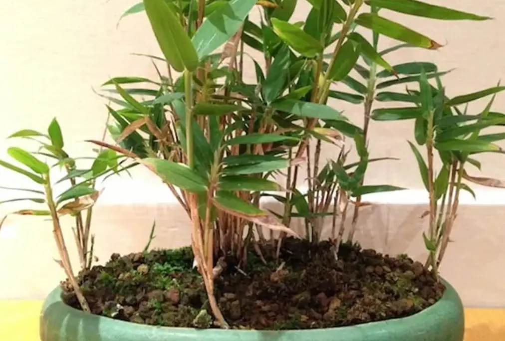 種竹子盆栽完整指南：從選竹到養護的實用技巧