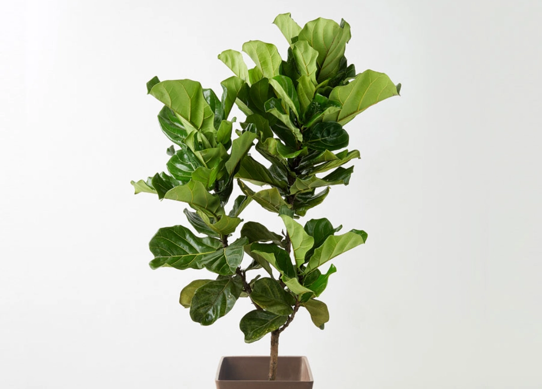 琴葉榕養護全攻略：從新手到高手，解決葉子掉落與不長新芽的煩惱