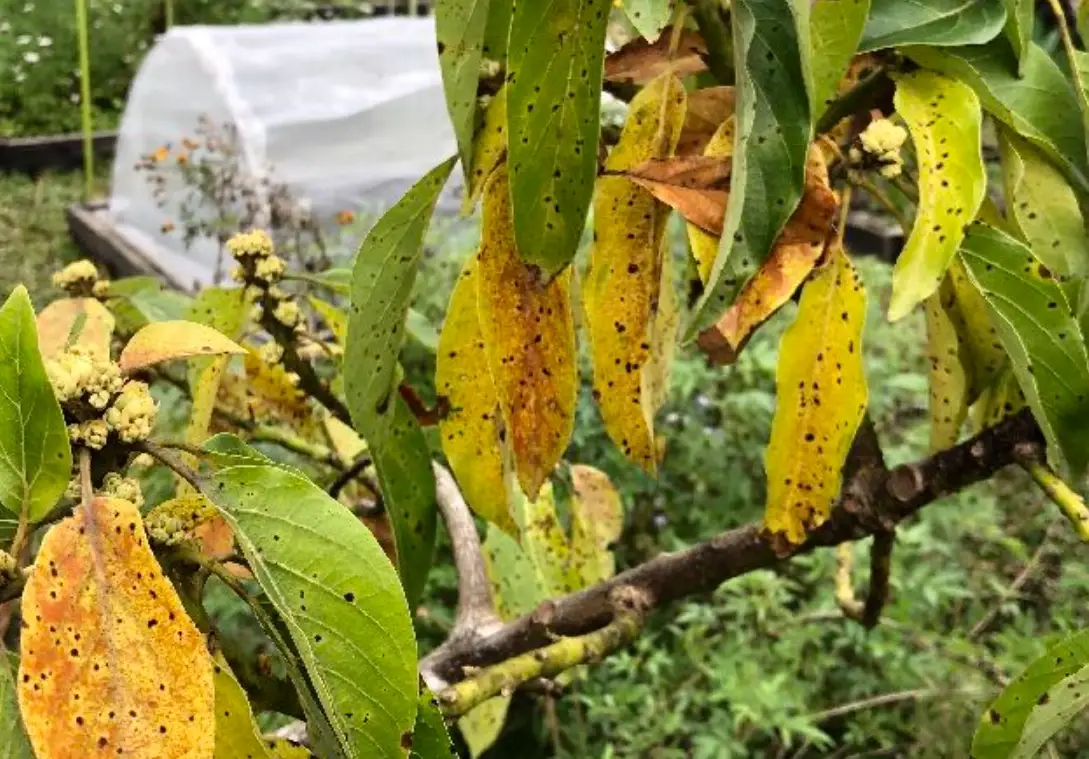 酪梨病蟲害防治藥劑全攻略：專家教你正確用藥與有機替代方案