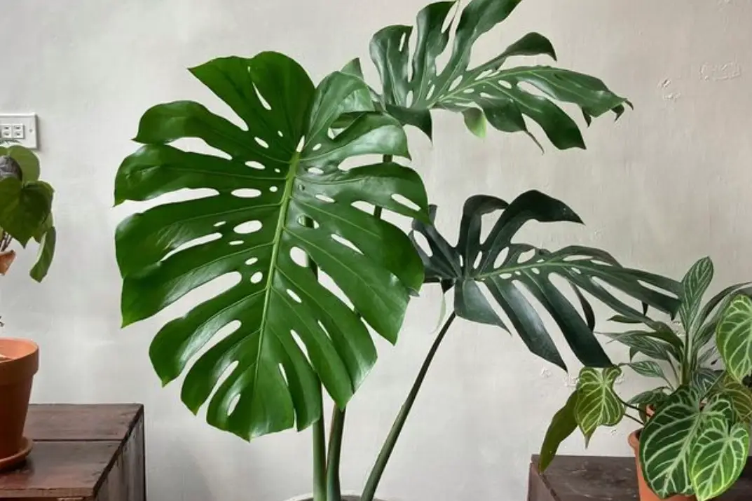 龜背芋溫度全攻略：掌握黃金區間，避開致命傷害的養護指南