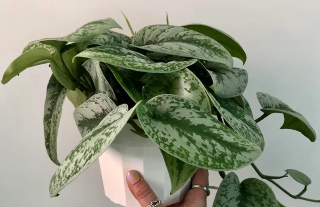 銀星黃金葛 照顧