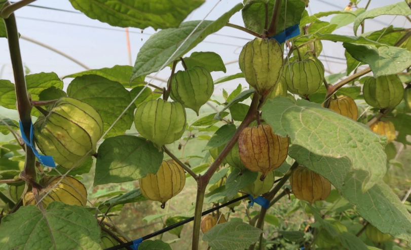 燈籠果幾度會凍傷