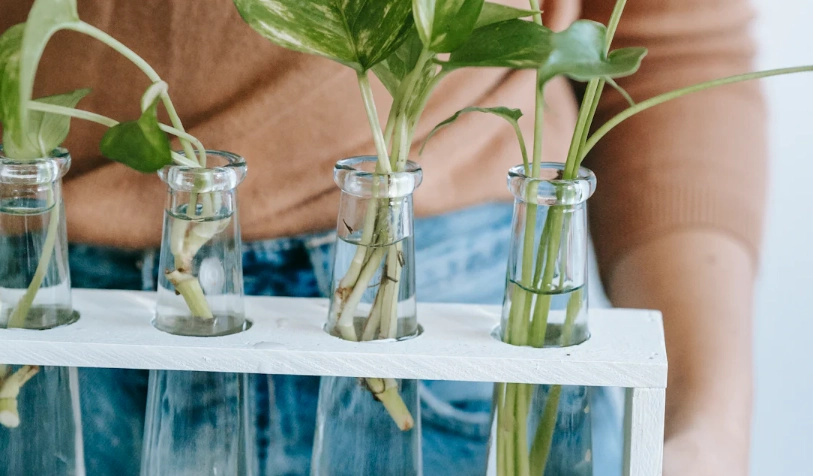 自製水耕肥料完整指南：省錢、環保、植物更健康