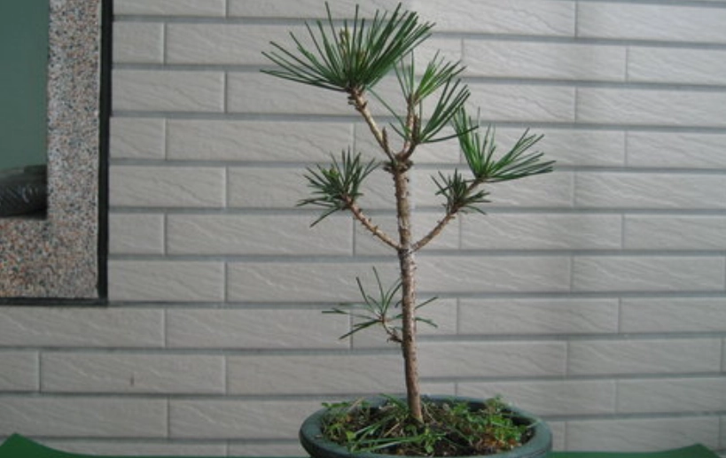 黑松幼苗選購與照顧全攻略：從新手到玩家的實戰筆記