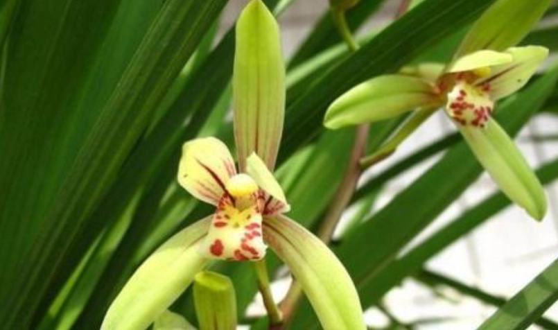 蘭花開花施肥全攻略：專家教你正確時機與方法