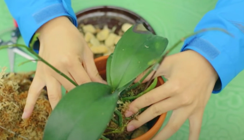 蘭花開花期照顧