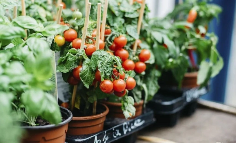 番茄盆栽大小終極指南：選對尺寸，陽台豐收不再難