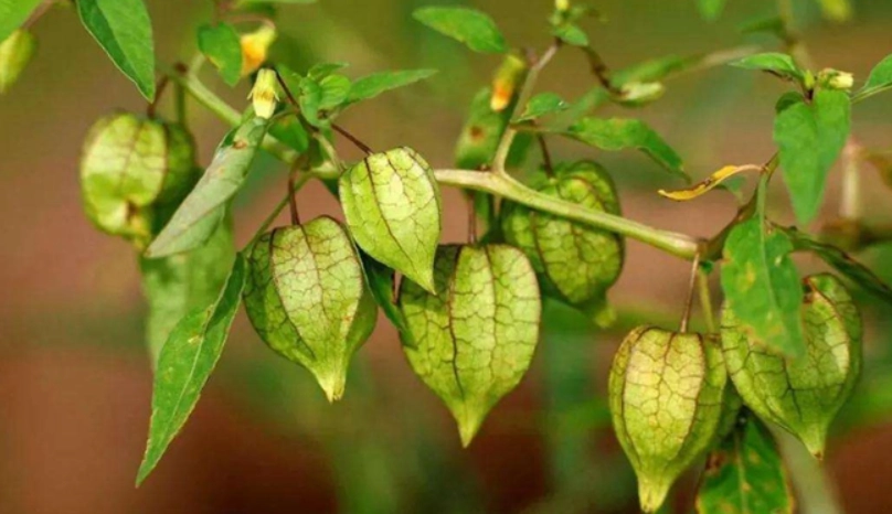 燈籠果適合台灣氣候嗎