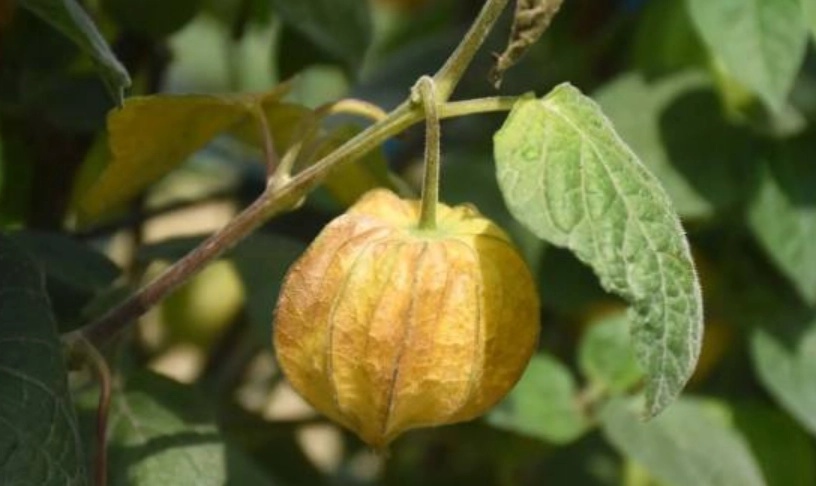 燈籠果幾度會凍傷