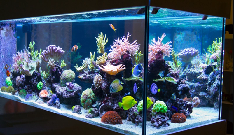 夢見魚缸 心理分析