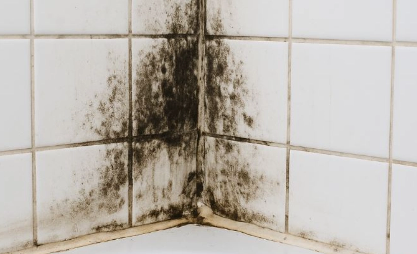 廁所霉菌清潔終極指南：根治黑斑與預防復發的實戰技巧