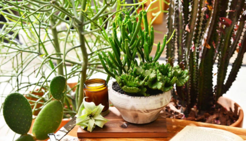 半日照植物推薦