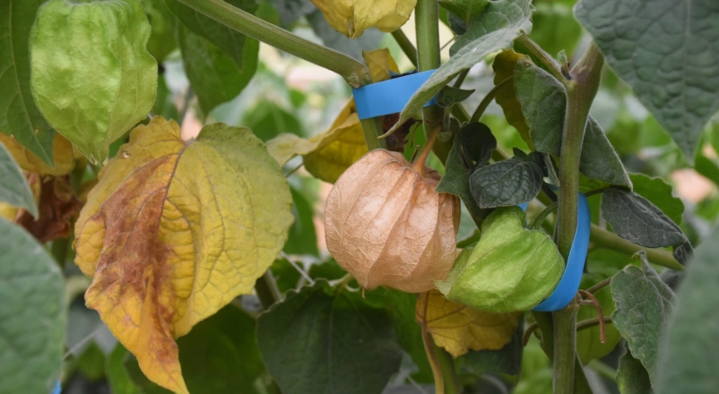 燈籠果種植溫度全攻略：從播種到豐收的黃金溫度指南