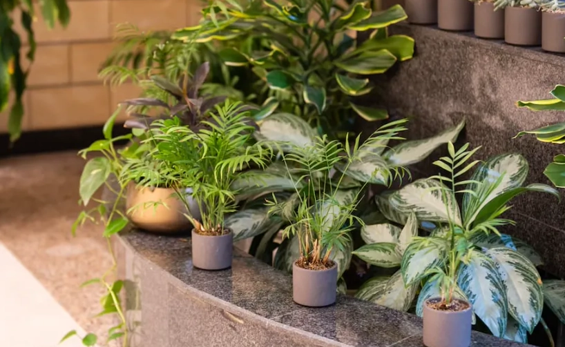 陽台半日照植物終極指南：打造你的專屬綠洲，新手也能變綠手指