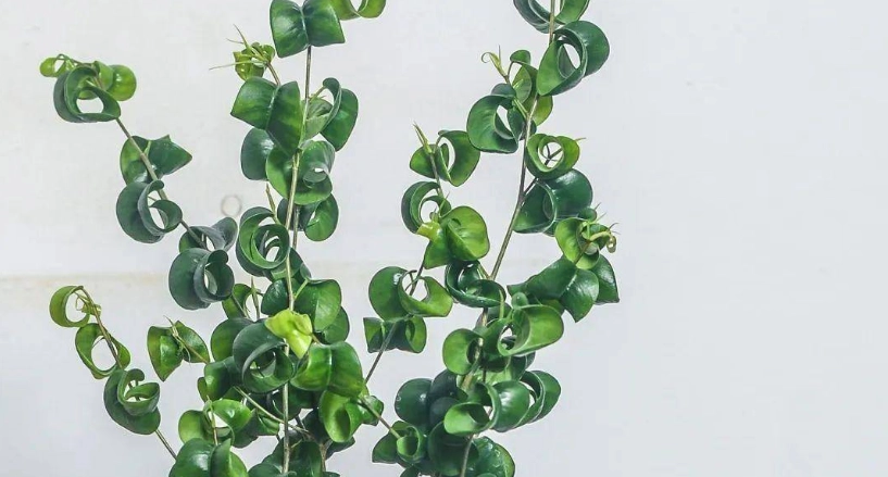 榕樹葉捲曲怎麼辦？10年經驗園丁教你診斷與急救全攻略