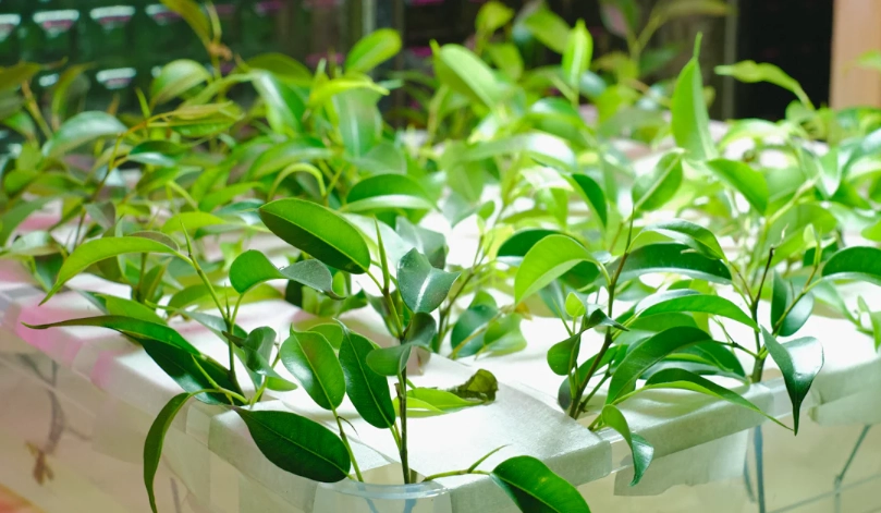 水耕植物營養液完整指南：專家挑選與使用秘訣