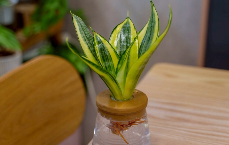 水耕植物推薦：新手也能輕鬆上手的室內綠植清單