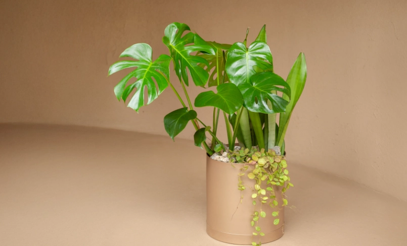 龜背芋不開洞怎麼辦？解決葉子不開洞的終極指南