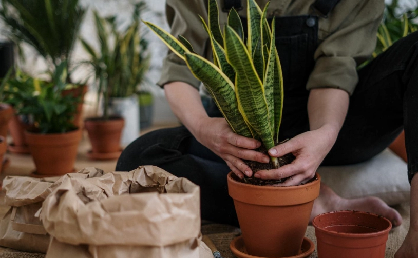 植物 澆水 頻率