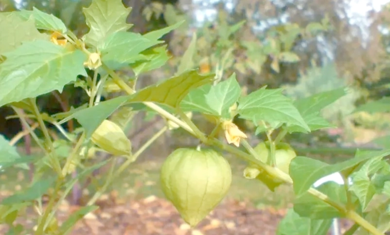 燈籠果適合台灣氣候嗎