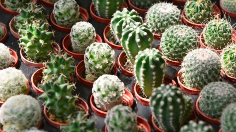 植物 爛根 處理