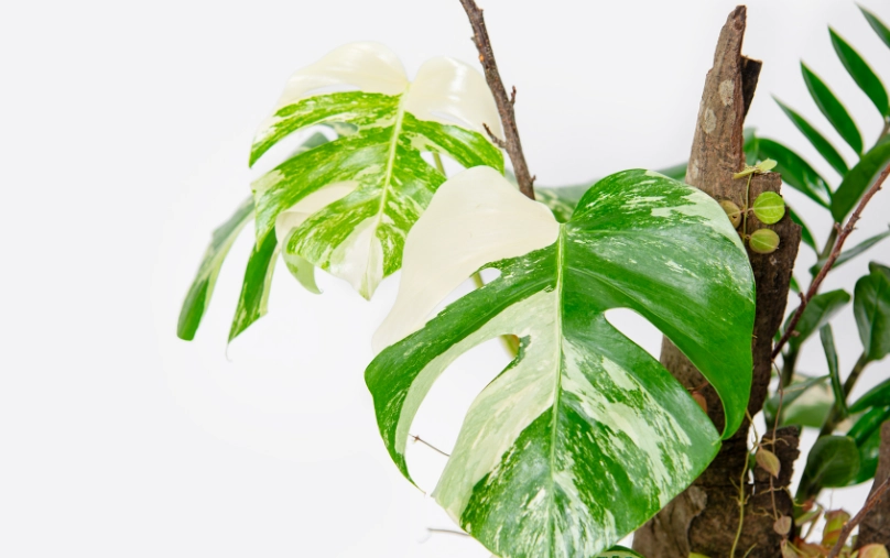 龜背竹葉子不開洞