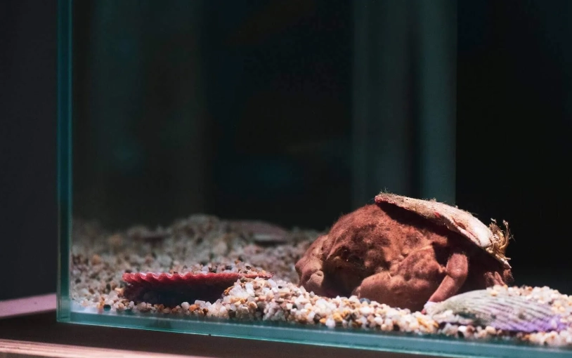 夢境解析 水族缸