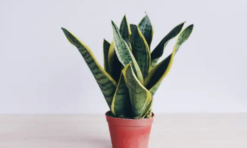 虎皮蘭怎麼養？資深植友的10個養護秘訣與常見錯誤解析