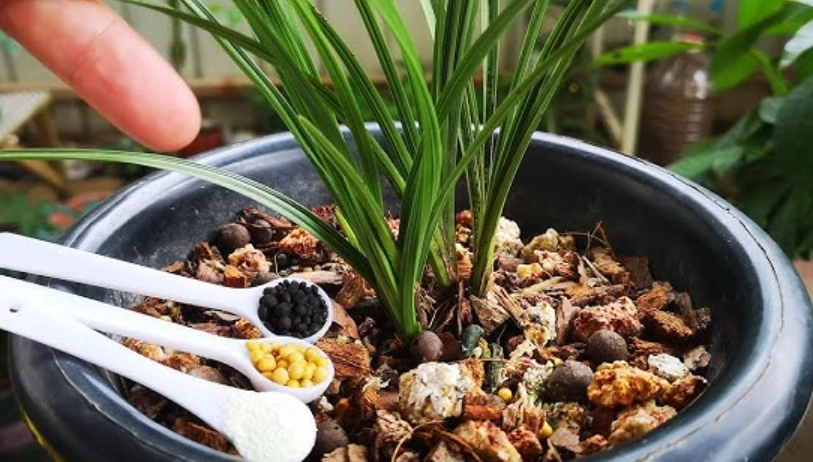 蘭花開花期照顧