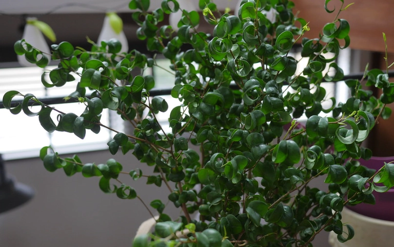 榕樹葉捲曲原因