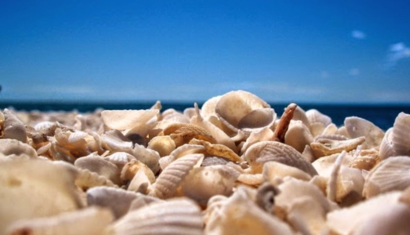 台灣海關貝殼規定