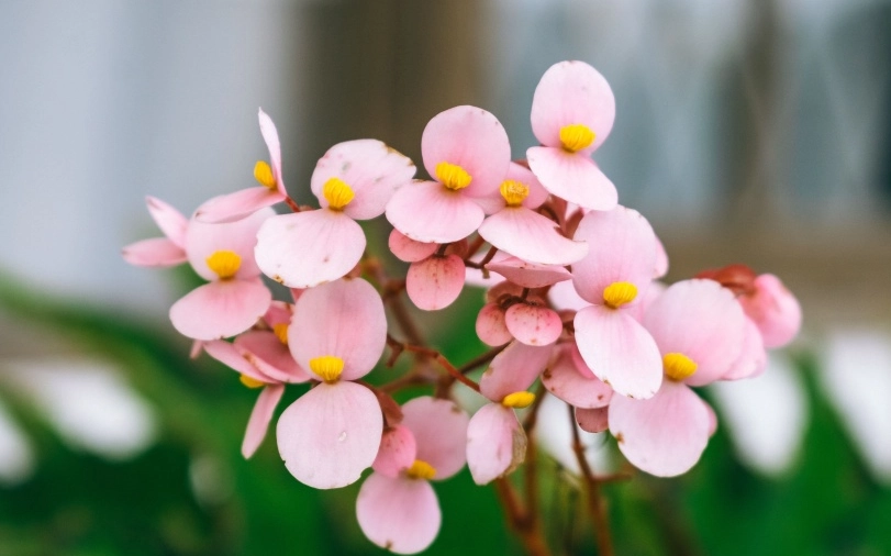朋友生日送什麼花