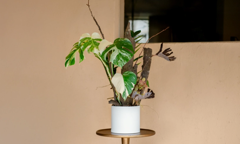 龜背竹養護方法